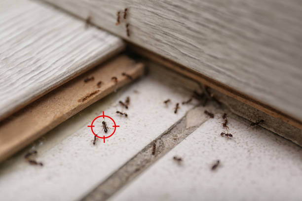 Best Rat Extermination Near Me  in Bentonville, AR
