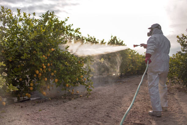 Best Mosquito Control Services  in Bentonville, AR