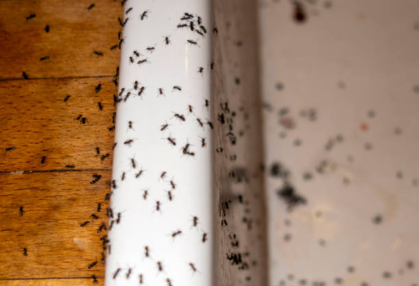 Best Pest Prevention Services  in Bentonville, AR