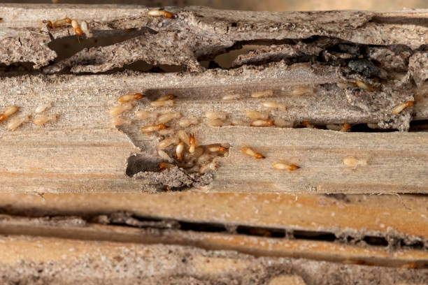 Best Affordable Pest Control Services  in Bentonville, AR